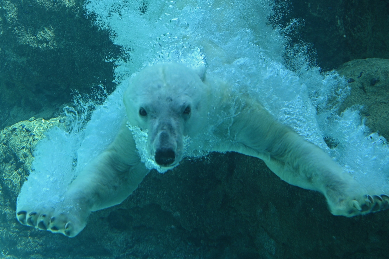 355 クッキーの飛び込み