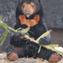 428 テディベア