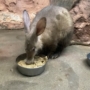 381 ご飯が美味しい