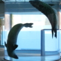284 おいかけっこ