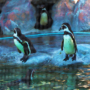 141 氷の世界のペンギンたち
