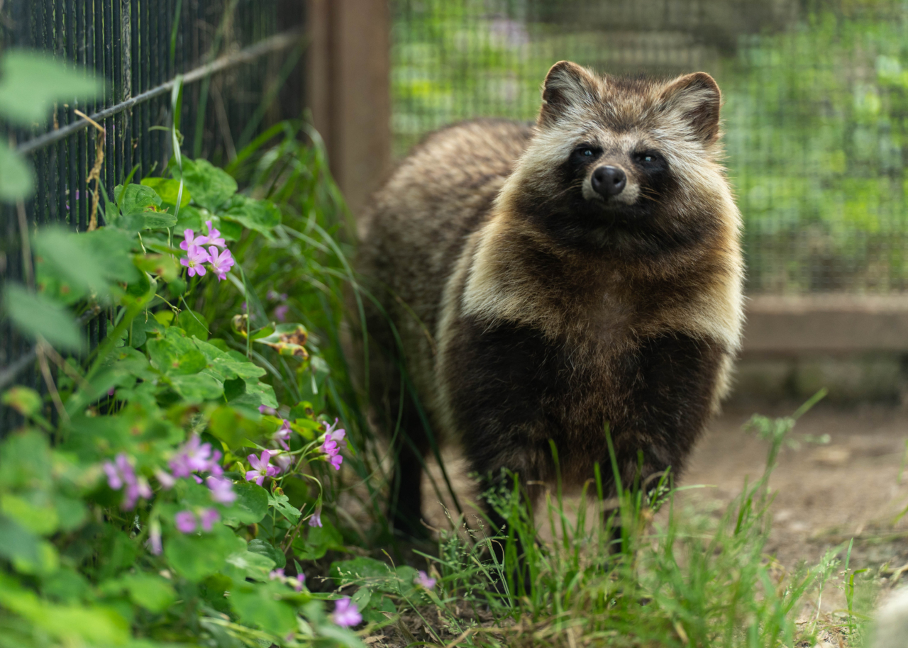 403 もふもふ大五郎