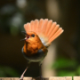166 野鳥園のアイドル