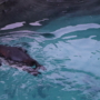 188 泳ぐ小さな背中