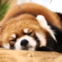 230 昼下がりのうたたね