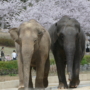 248 お花見日和