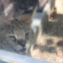 288 ねむいにゃー