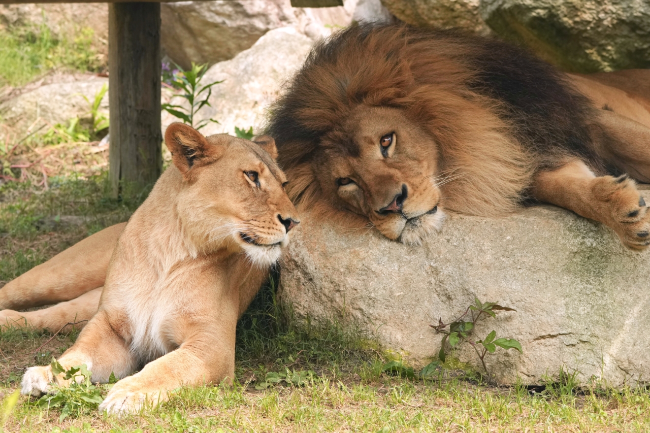 242 「あのね。」