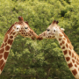 152 kiss