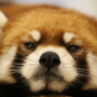 329 にらめっこ