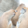 321 よしよし