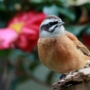 354 花鳥園