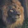 029 暗闇の百獣の王アース