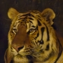 025 美しき猛獣アース