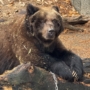 004 クマ界のモナリザ