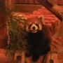 040 ナイトZOOあこちゃん