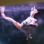 235 spider-man frog