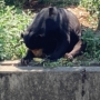 278 トウモロコシ美味しい