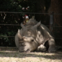337 夏バテ中