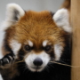 125 縞縞です、よろしくね