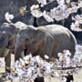 173 象と桜