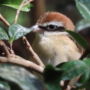 290 木陰の中からこんにちは