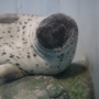 261 むちむちボディ♡