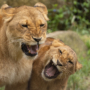 251 「何がおかしいの？」