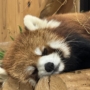 143 暑くてへばってっても可愛い