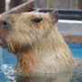 192 水も滴るよいカピバラ