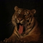 200 猛獣は何処へ